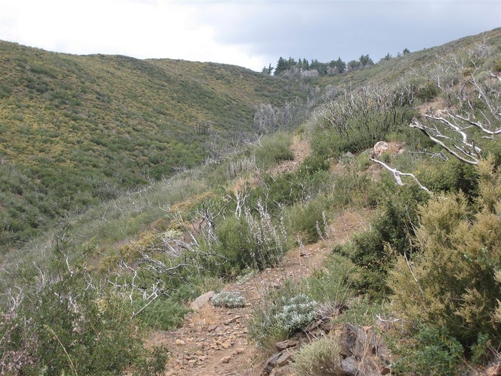 After you cross Indian Creek, head uphill toward Pine Mountain None