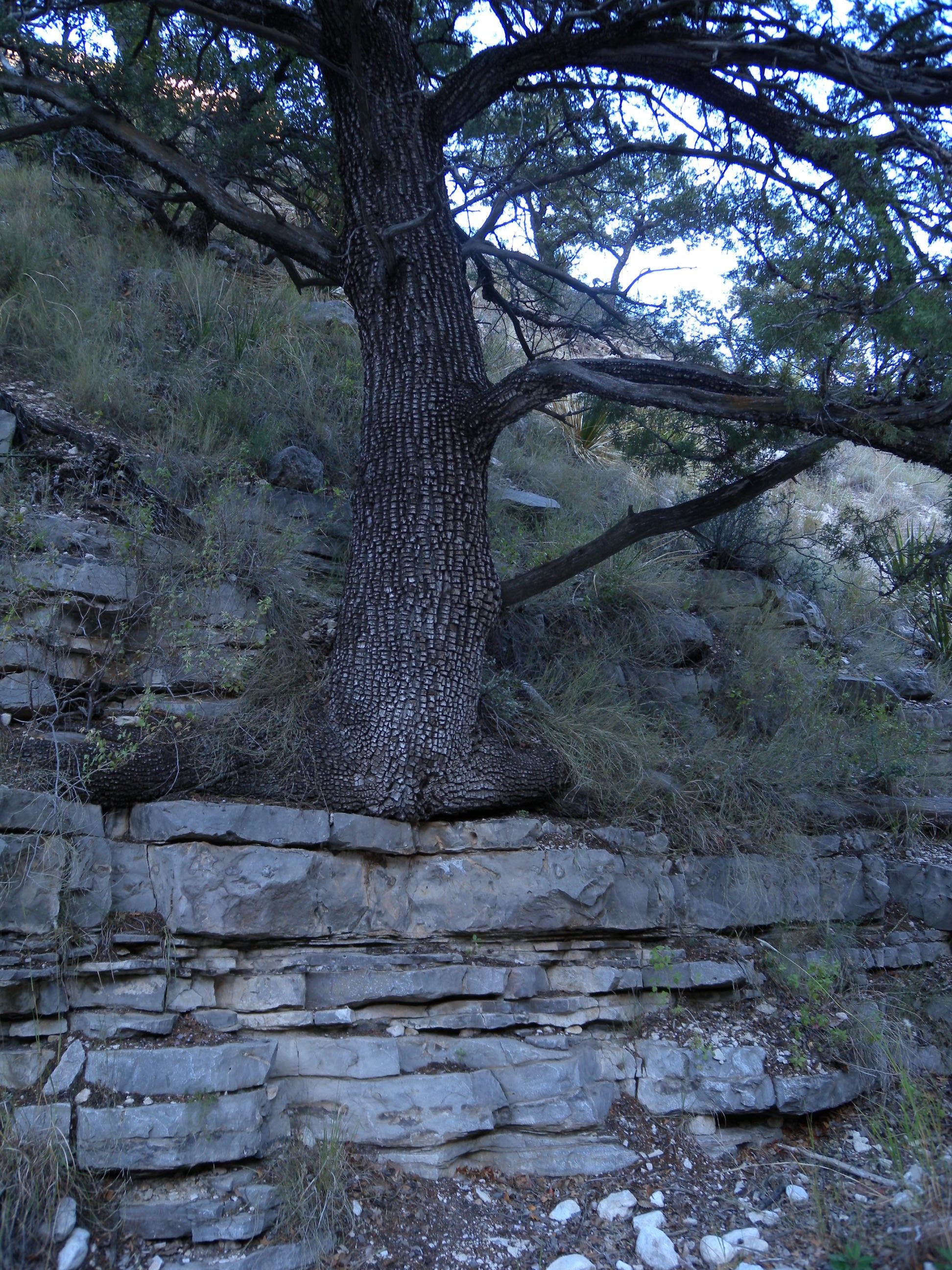 Alligator Juniper perched precariously on the narrow ledges of Pine Spring Canyon's rock walls.