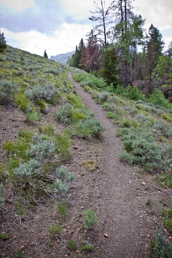 Along the Hunter Creek Trail None