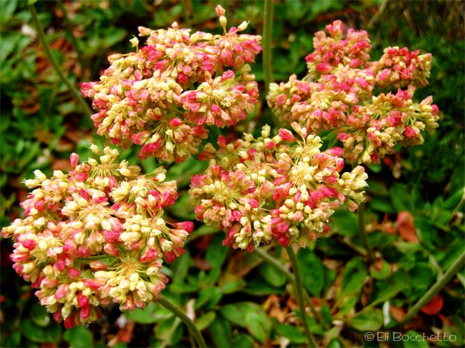 Alpine Confetti None