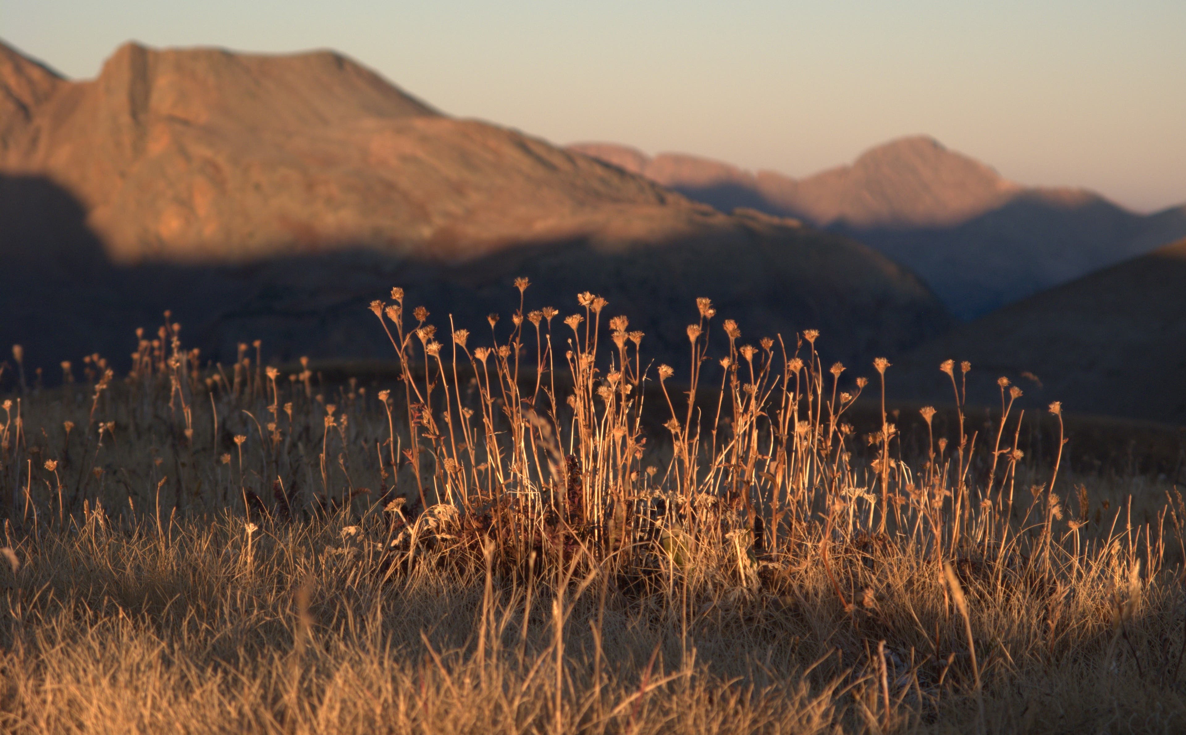 Alpine grass glowing in the sun with mountains in the distance. 