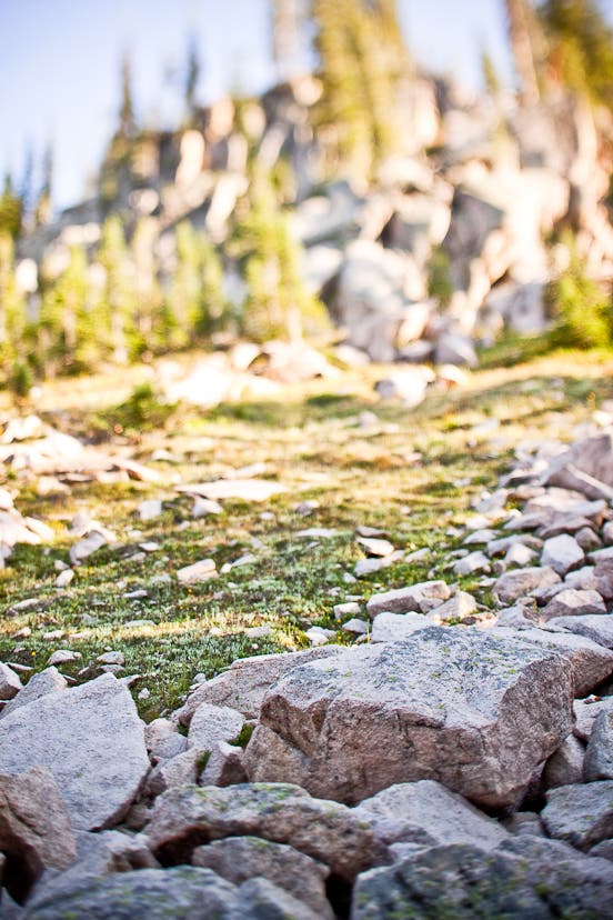 Alpine Rock Garden None