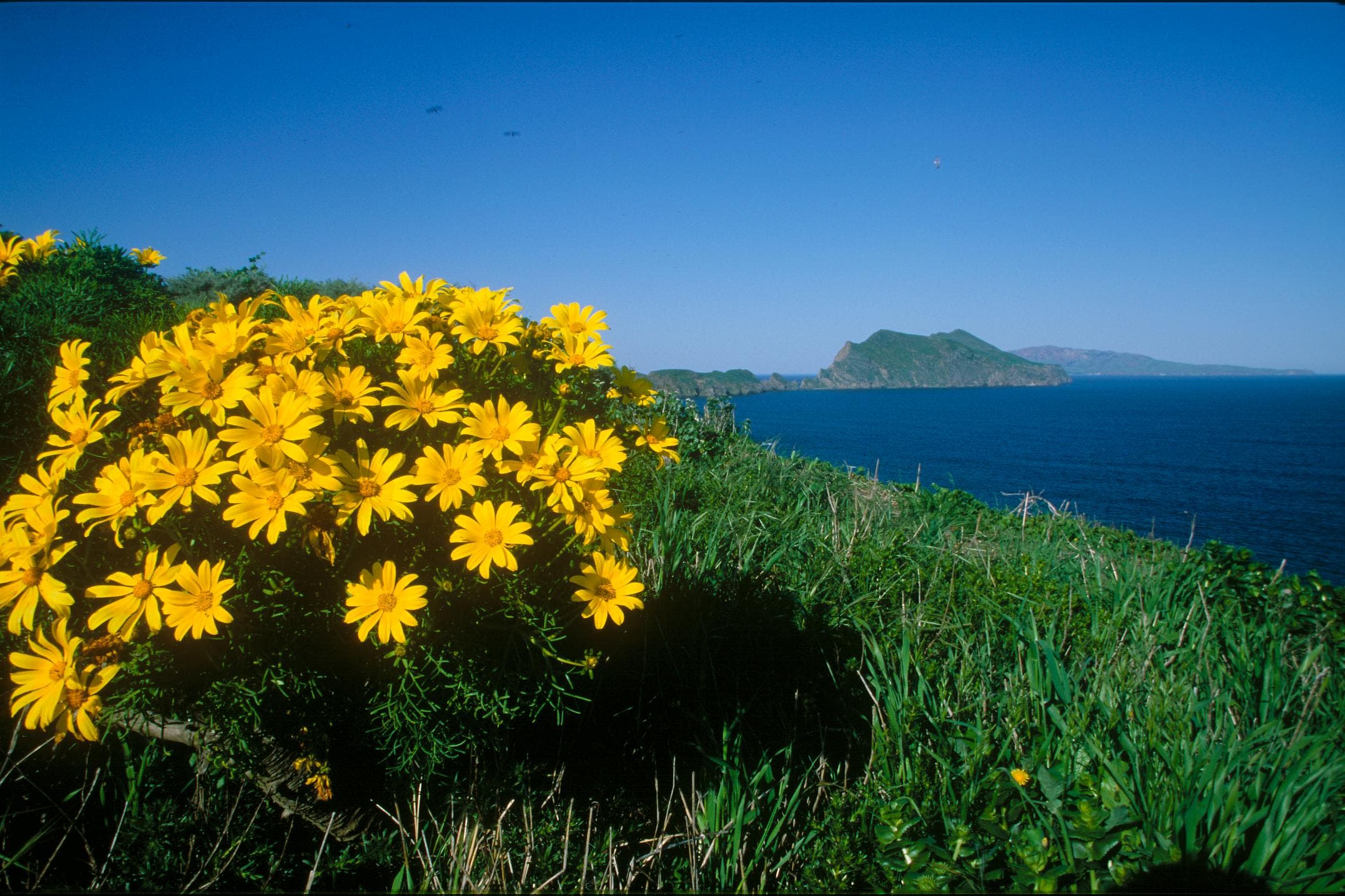 Anacapa coreopsis None