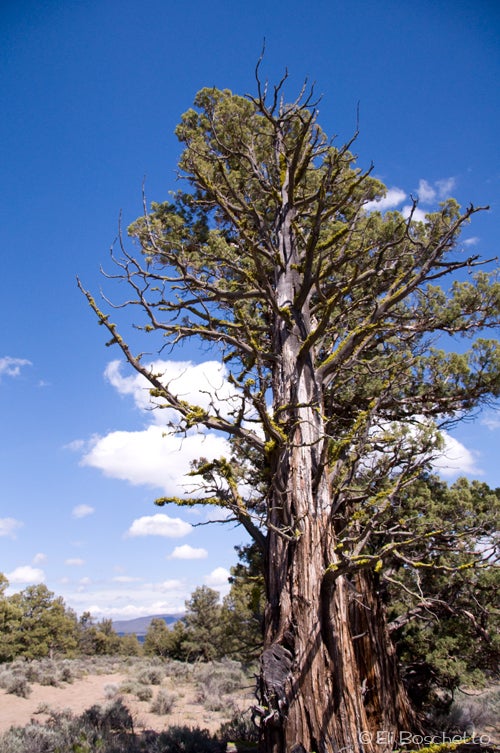Ancient Juniper None