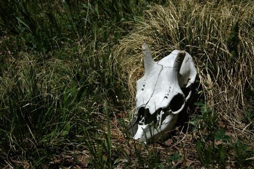 Animal Bones None