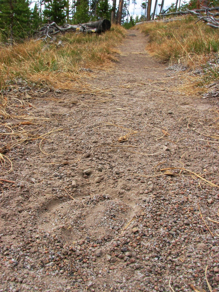 Animal Tracks None