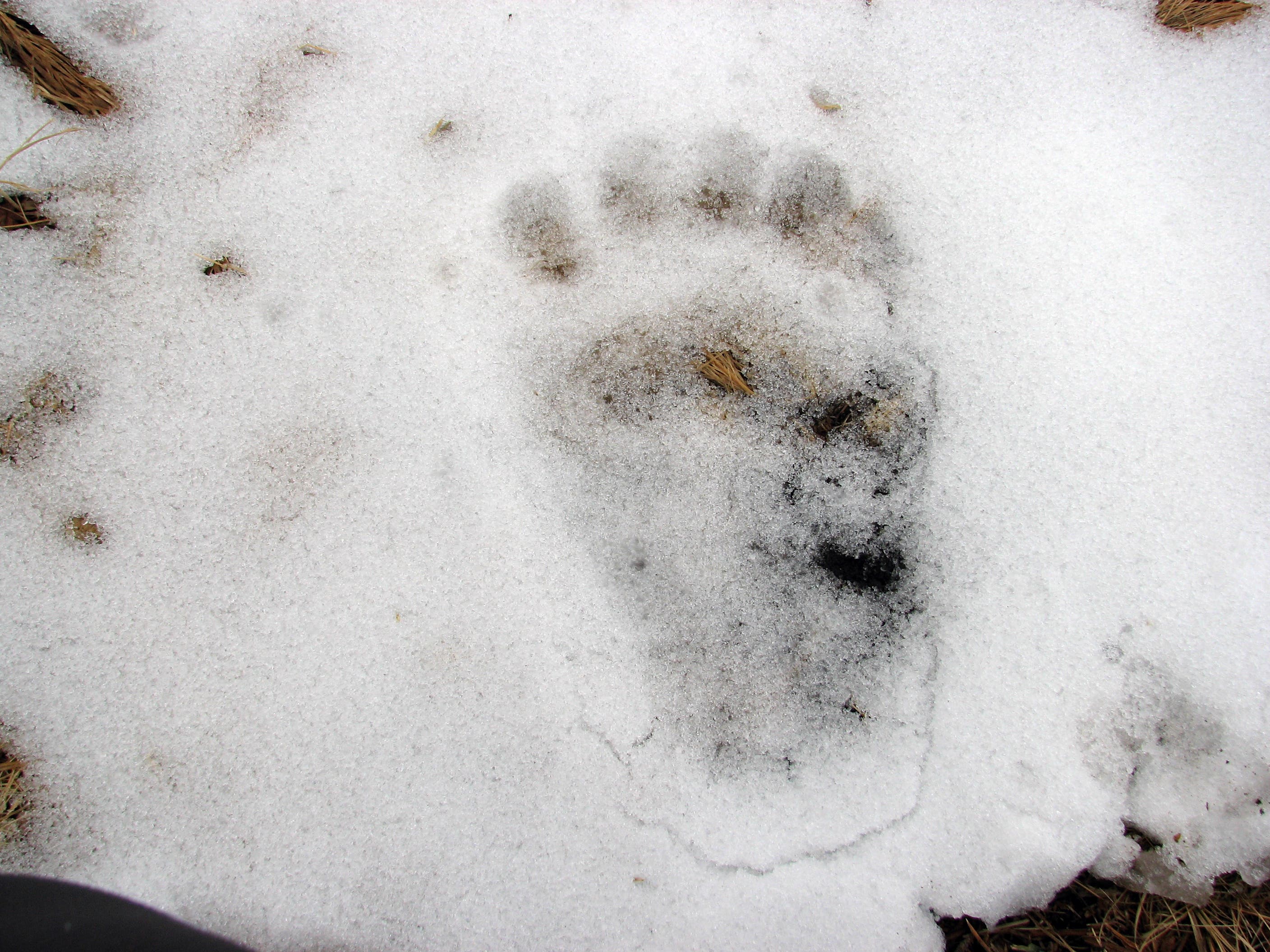 Animal Tracks None