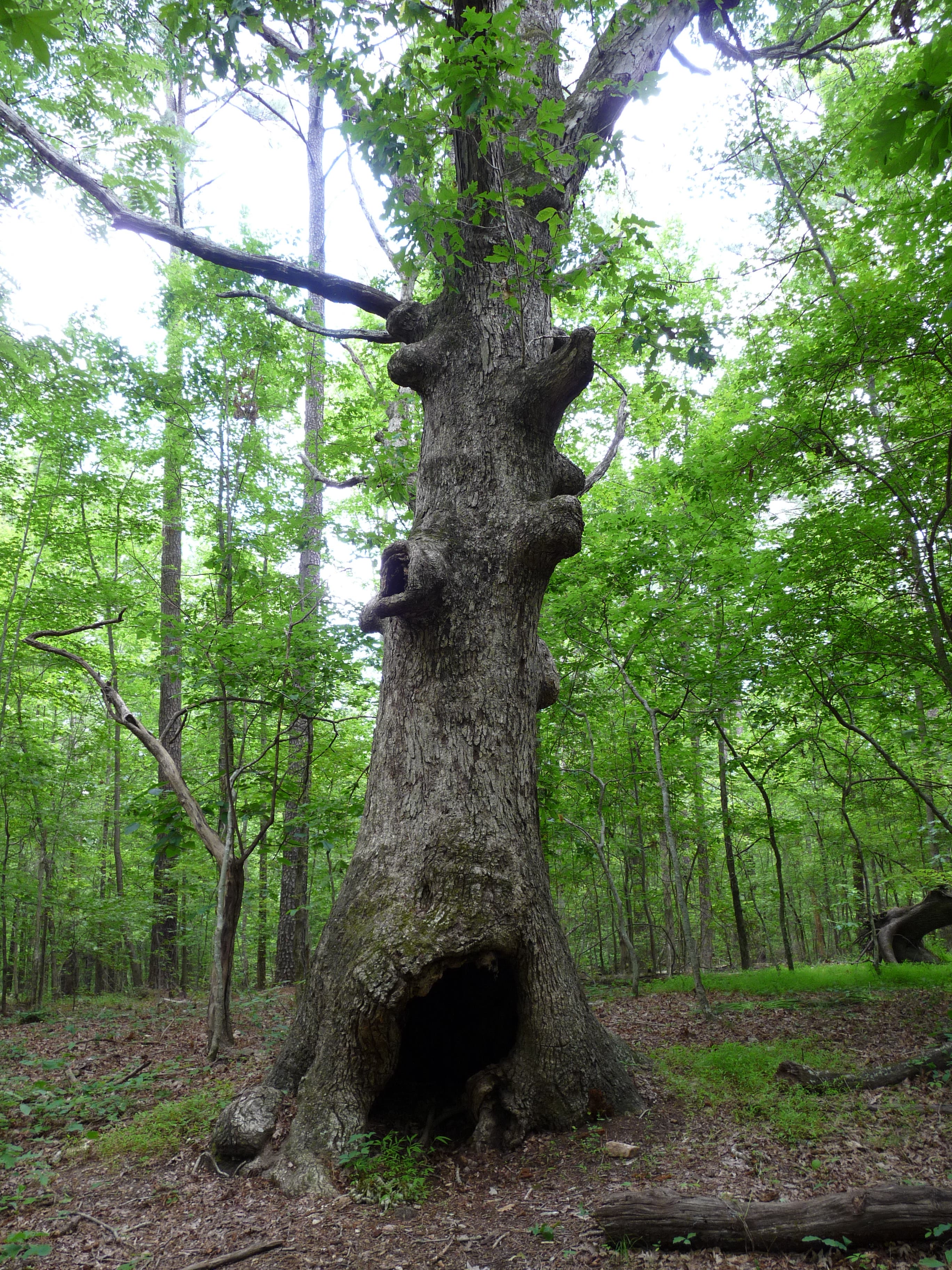 Another Big Tree None