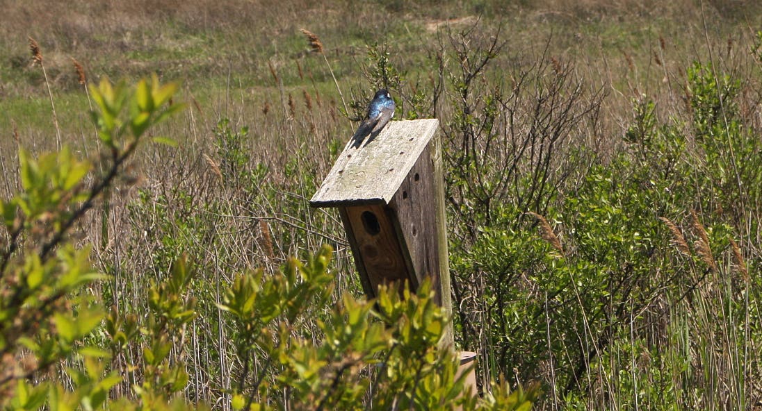 Another swallow None