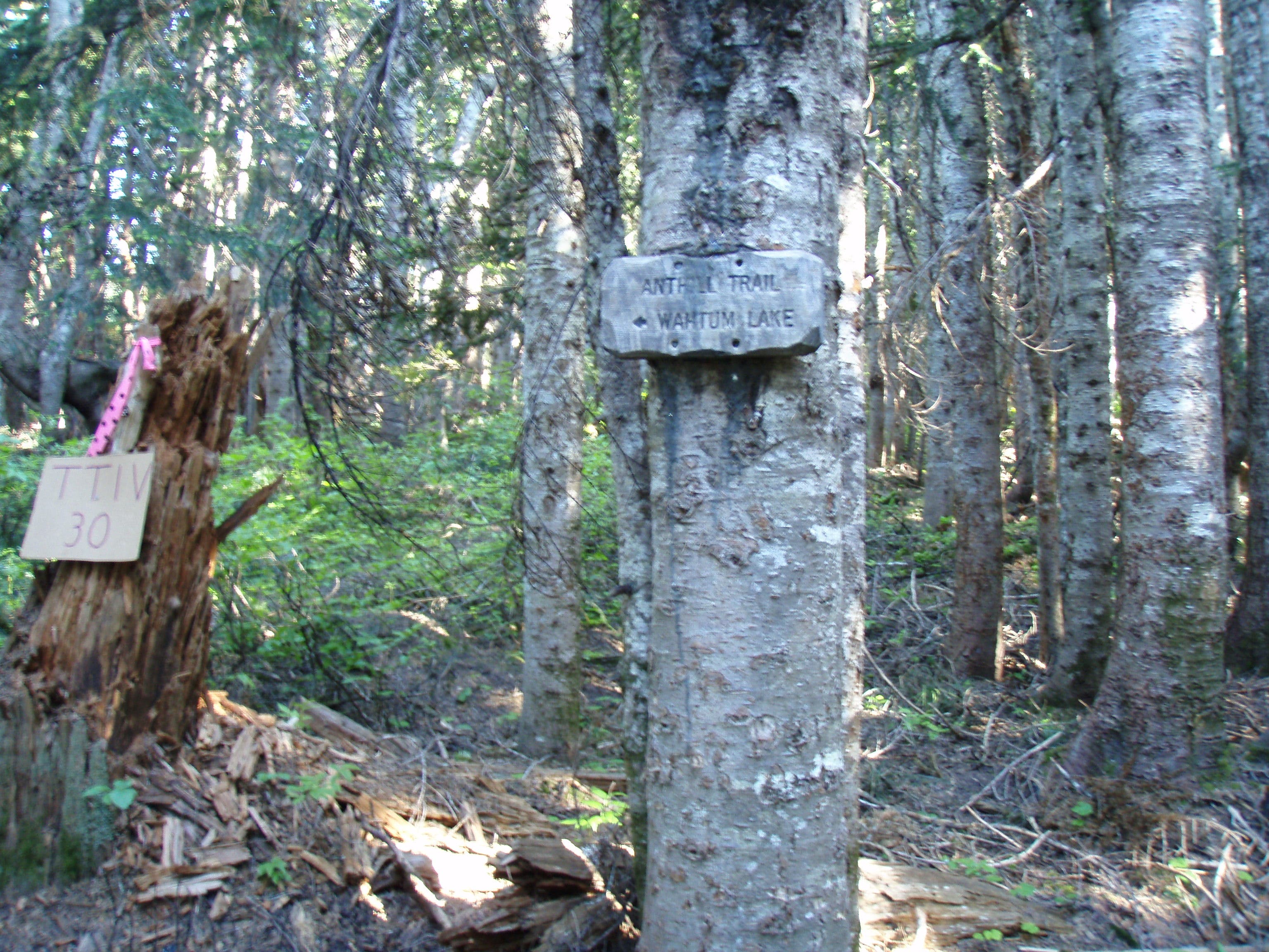 Anthill Trail Junction None