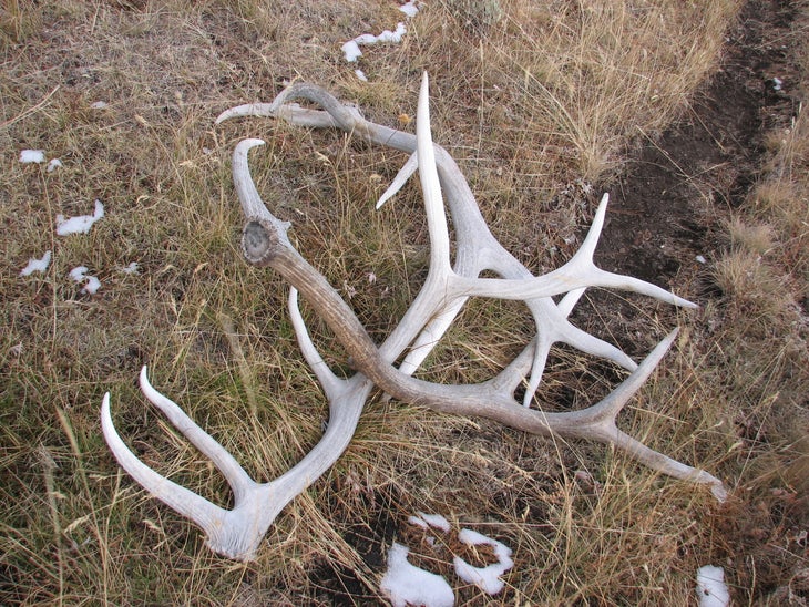 Antlers None