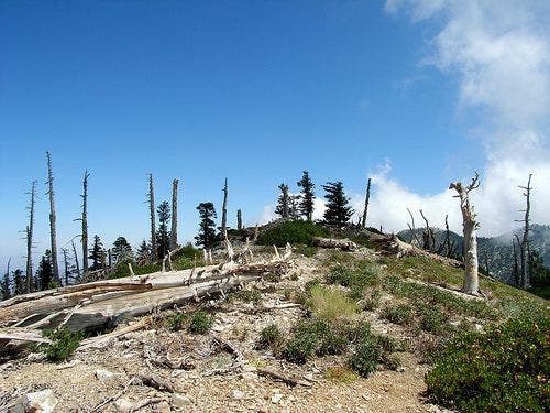 Approaching Bighorn's summit None