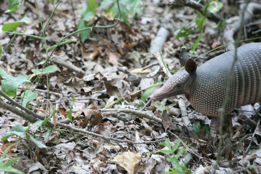 Armadillo None