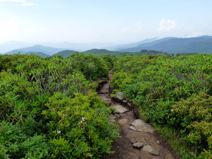 Art Loeb Trail None