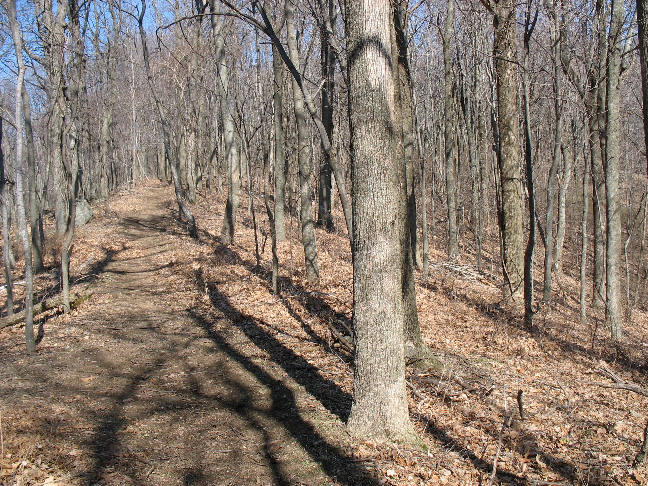 Ascending Trail None