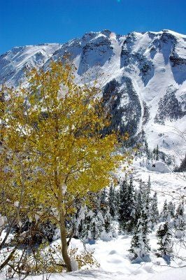 Aspen None