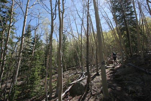 Aspen None