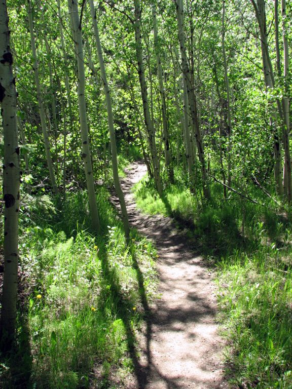 Aspen None