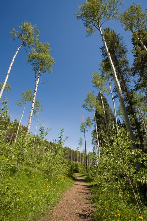 Aspen None