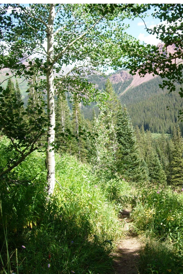 Aspen None