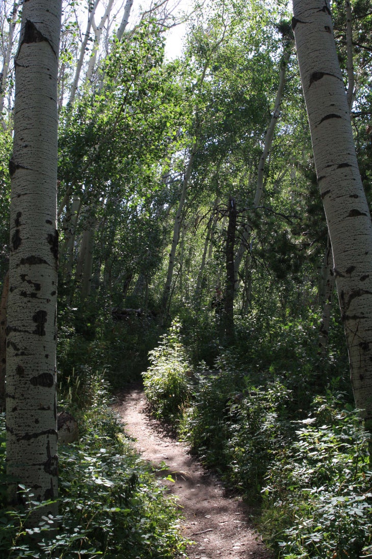 Aspen None