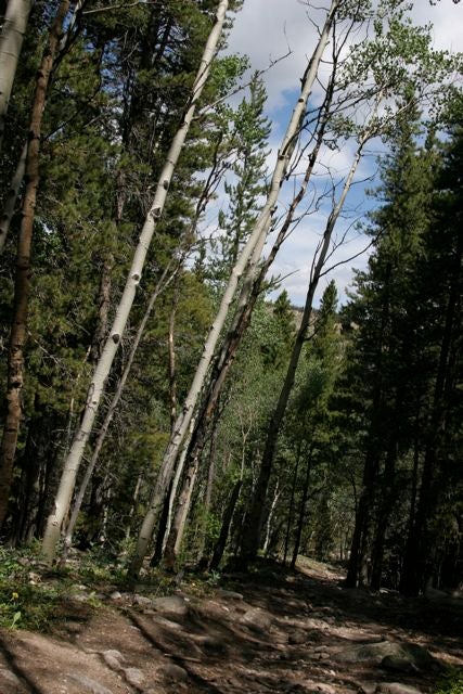 Aspen None