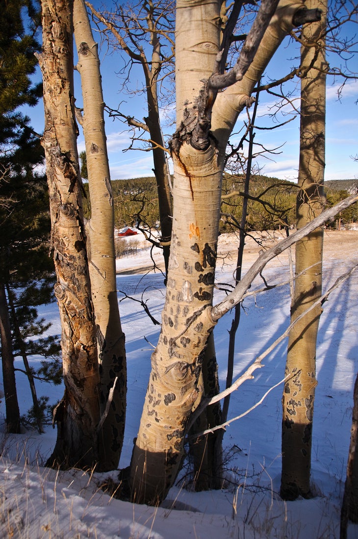 Aspen None