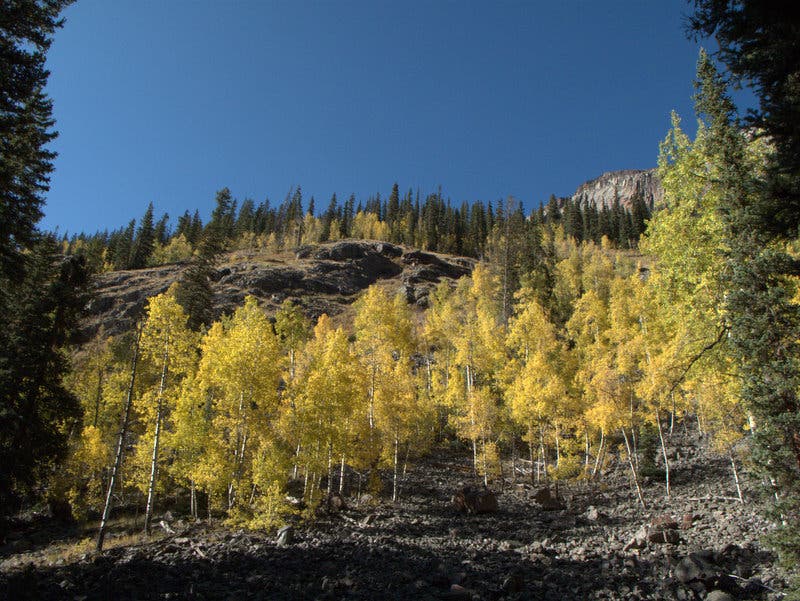 Aspen aglow in fall colors along the Colorado Trail. A stand of bright yellow aspens trailside along the Colorado Trail.