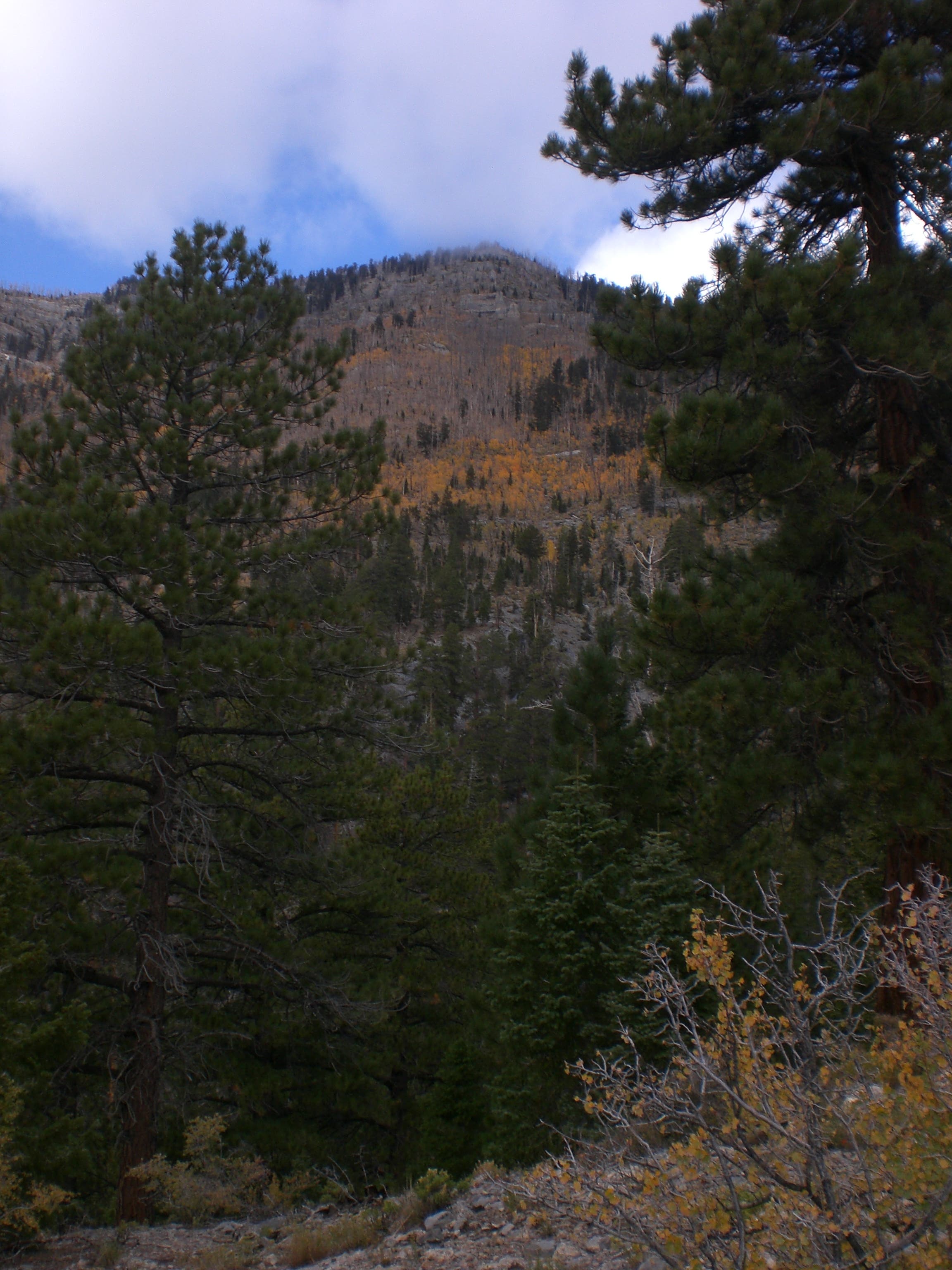 Aspen Covered Mountain Face None