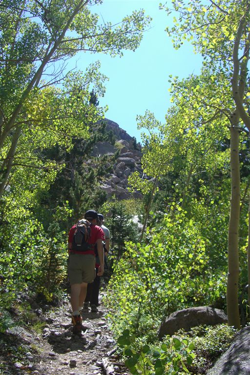 Aspen Grove None