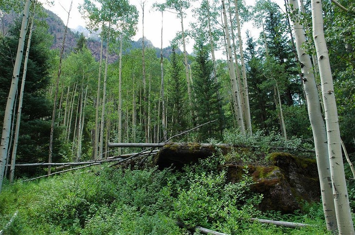 Aspen Grove None