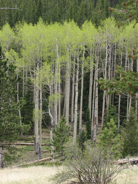 Aspen Grove None
