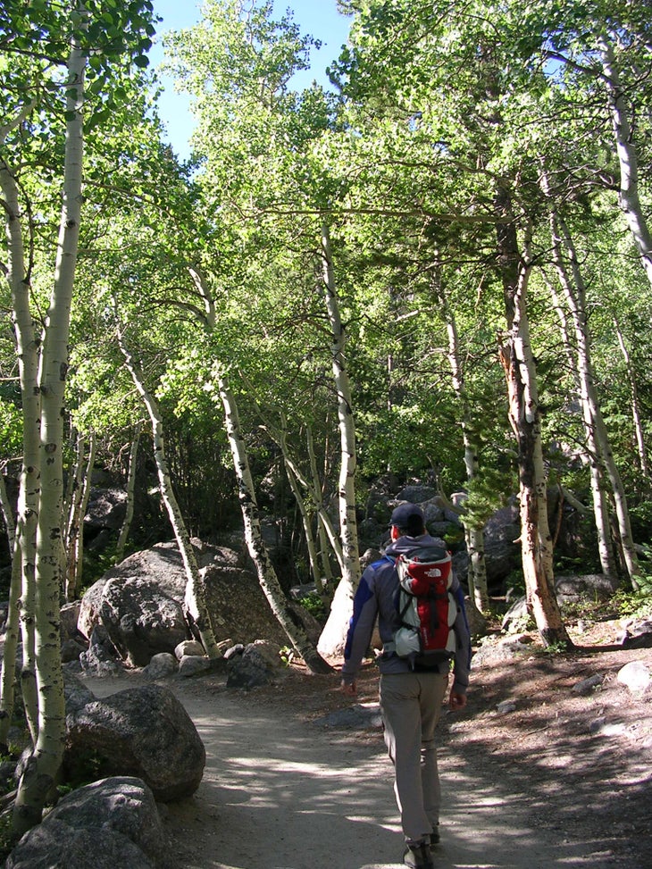 Aspen Grove None