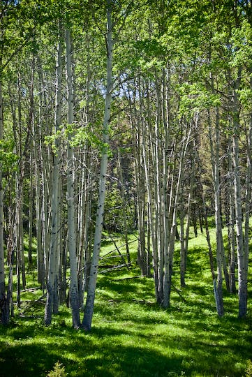 Aspen Grove None