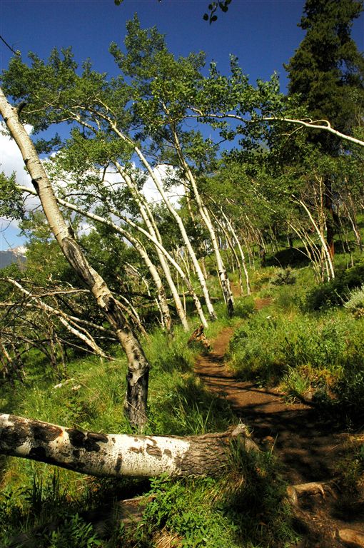 Aspen Grove None