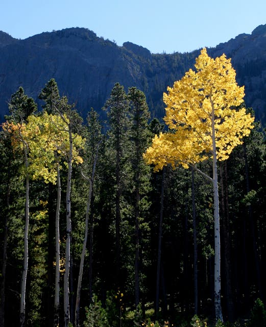 Aspen Tree None