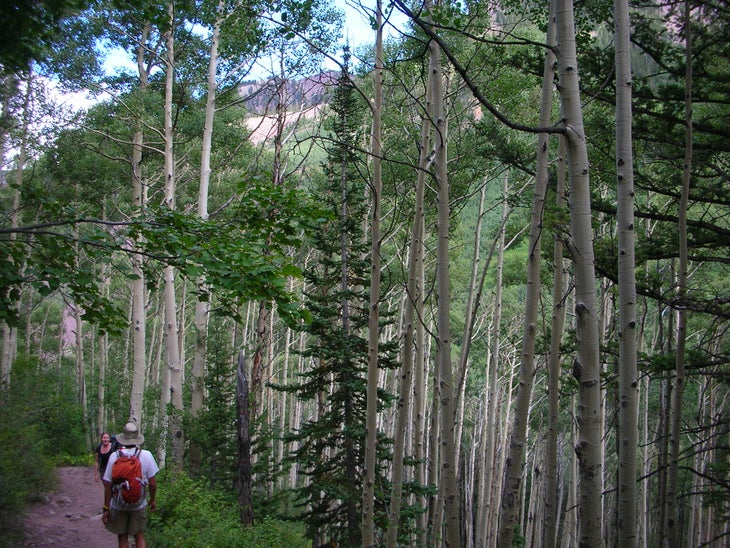 Aspen None