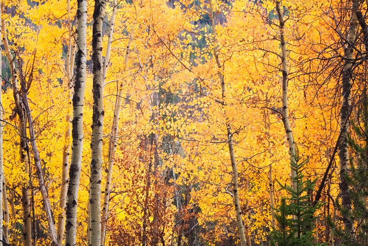 Aspen, CO: Four Pass Loop