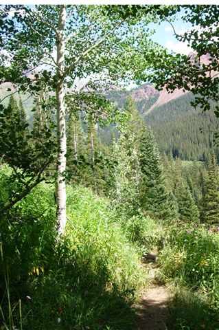 Aspens None