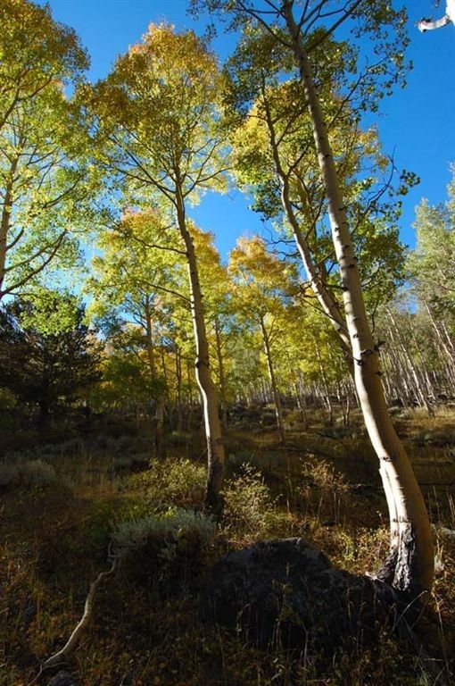 Aspens None