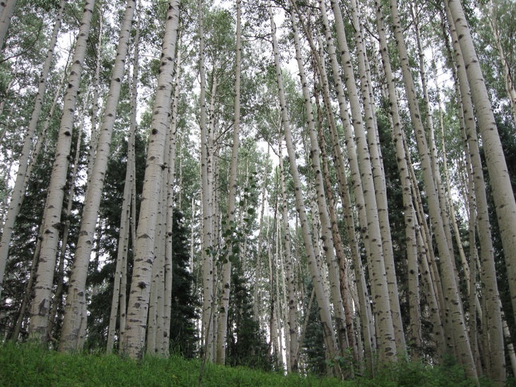 Aspens None