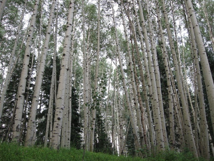 Jackson, WY: Cache Creek to Game Creek Loop