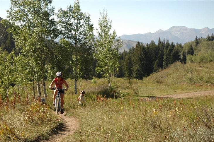 Aspens None