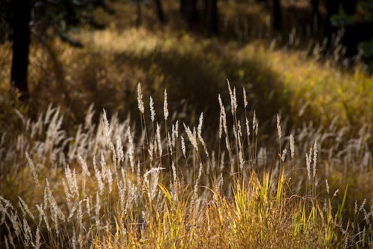 Autumn Grasses None