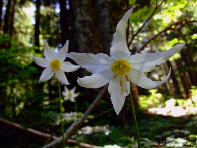 Avalanche Lily None
