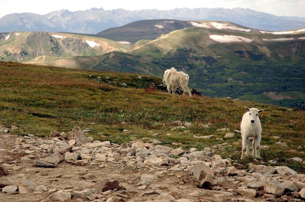 Baby Mountain Goat None