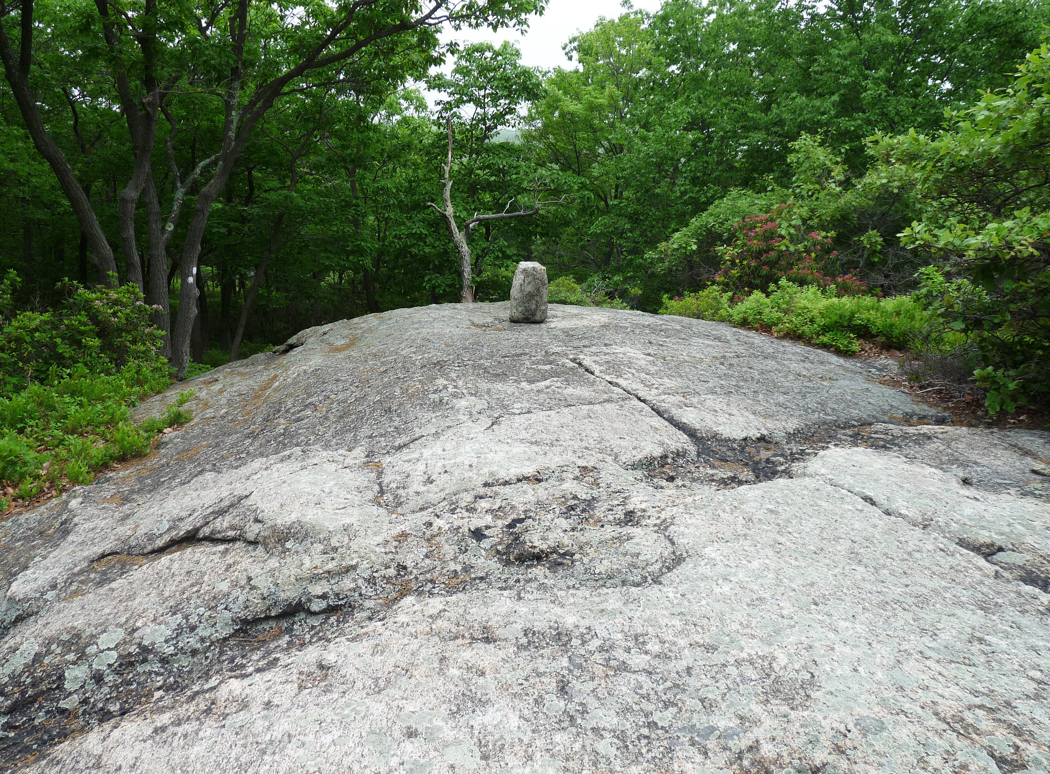 Back into the Woodland None