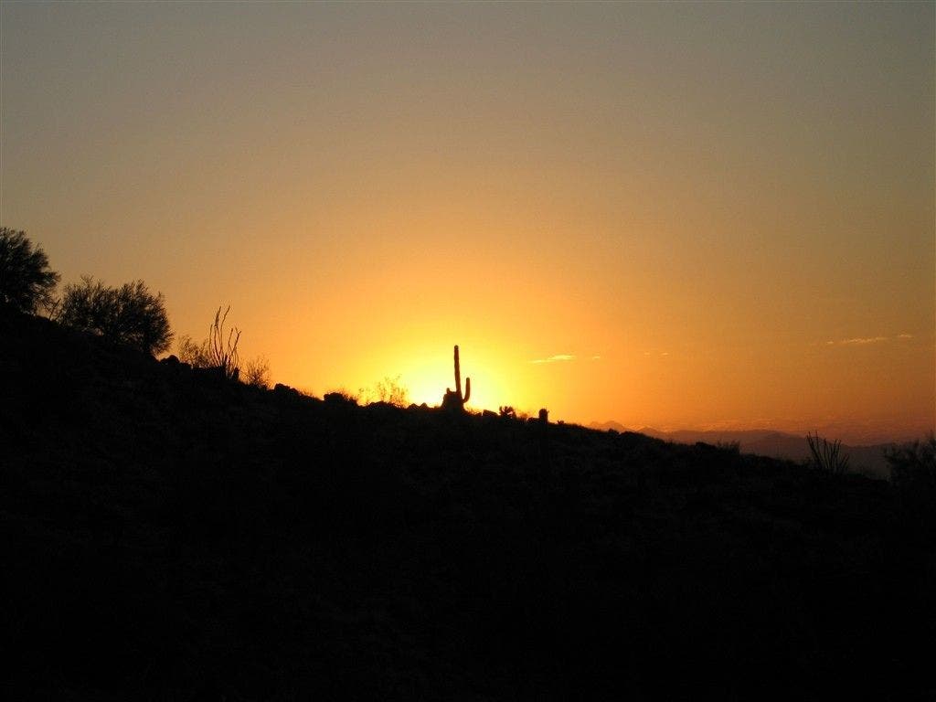 Backlit Saguaro None