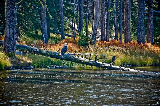 Bald eagle along Lewis Channel None