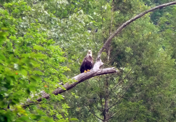 Bald eagle None